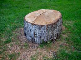 Best Tree Maintenance Programs  in Surf City, NJ