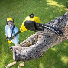 Best Storm Damage Tree Cleanup  in Surf City, NJ