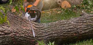 Best Tree Cabling and Bracing  in Surf City, NJ
