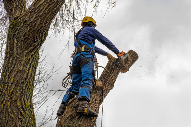 Best Root Management and Removal  in Surf City, NJ