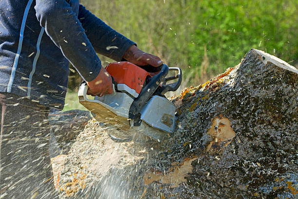 Trusted Surf City, NJ Tree Removal Experts